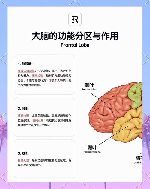 解码搜索引擎与爆款背后的神秘大脑原理，究竟有何奥秘？