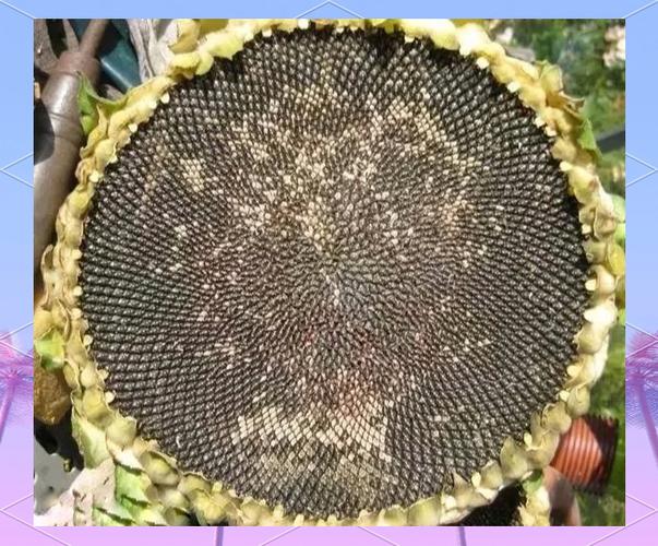 PHP与黄金分割数列的奇妙交融，你怎能错过这一绝妙搭配？