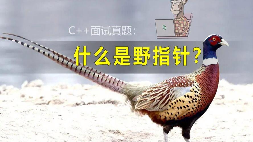 面试时如何区分空指针、野指针和悬垂指针？