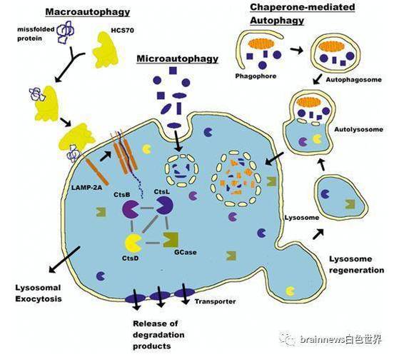 AlterNats如何实现高效能的发布/订阅机制？