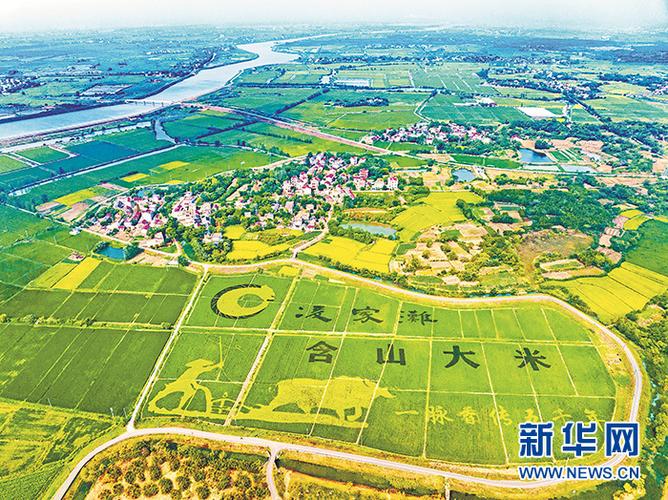 含山大米绿色生产加速进行中，有哪些具体措施可以了解？