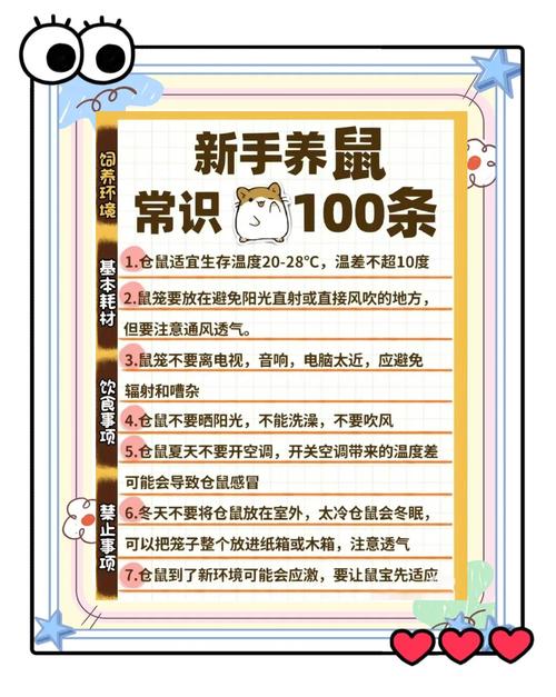 胖鼠如何从圆润蜕变为小巧，开启健康生活之旅？