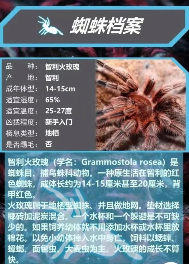 蜘蛛最喜欢收录哪些类型的网站信息呢？