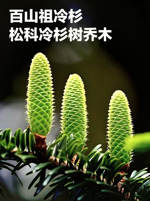 种源宝库有哪些珍稀植物品种可以了解？