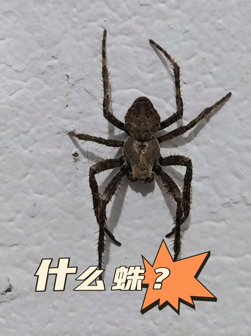 百度蜘蛛：网络深处，谁在默默追踪？