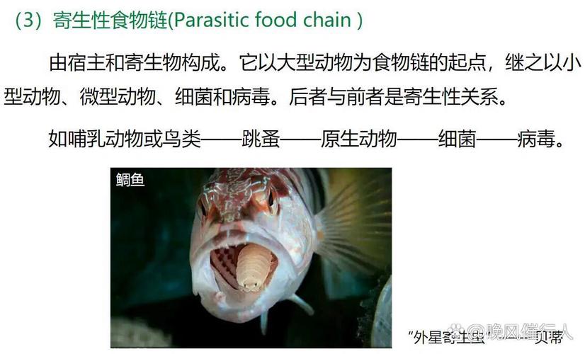 NC16884 [NOI2001]食物链中，哪种生物处于食物链的哪一环？