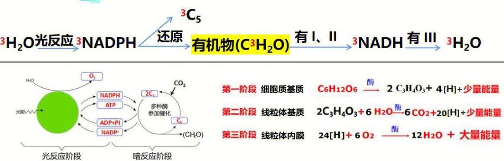 Lua中成对元素循环时，写入顺序是否保持一致？
