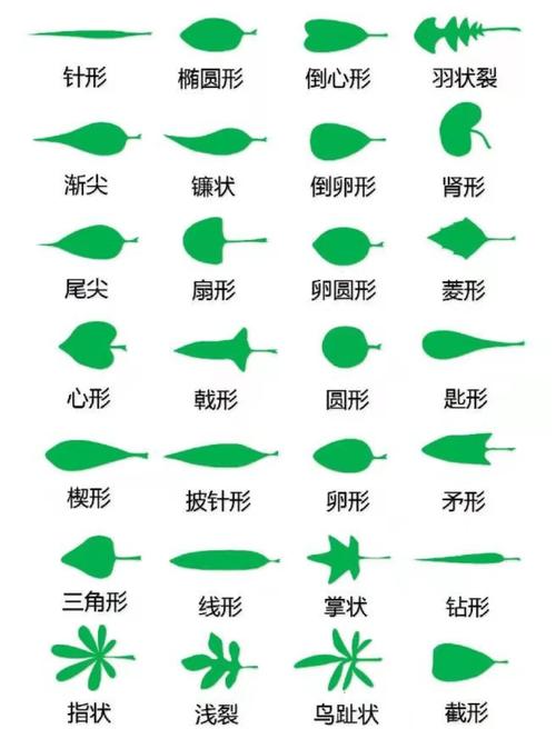 所有叶子是否都处于同一水平面？