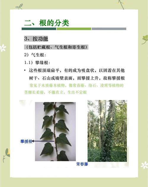 本原根的起源是什么？