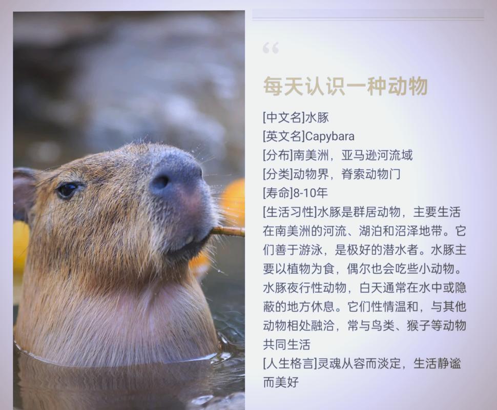 Ruby – 如何挑选包含水豚黄瓜在内的多种选项？