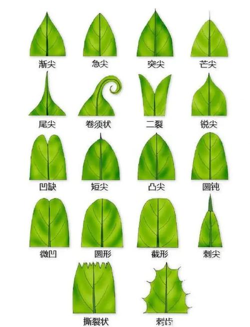 所有叶子是否都处于同一水平面？