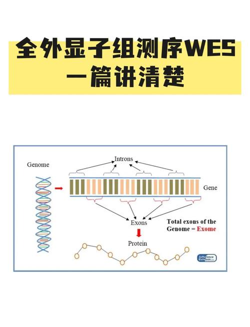 柳叶刀发布：胎儿结构异常评估，全外显子测序有何突破？