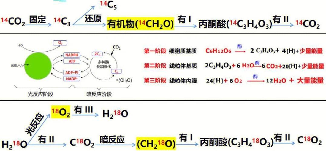 Lua中成对元素循环时，写入顺序是否保持一致？