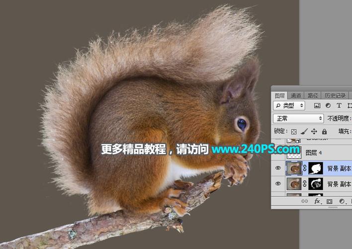 如何快速用Photoshop通道技巧抠取毛茸茸小松鼠图片？