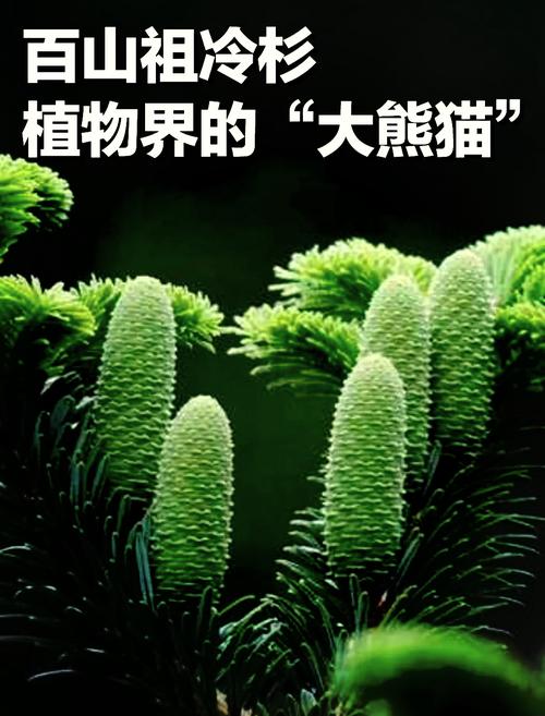 种源宝库有哪些珍稀植物品种可以了解？