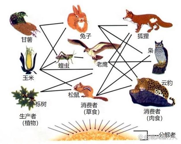 NC16884 [NOI2001]食物链中，哪种生物处于食物链的哪一环？