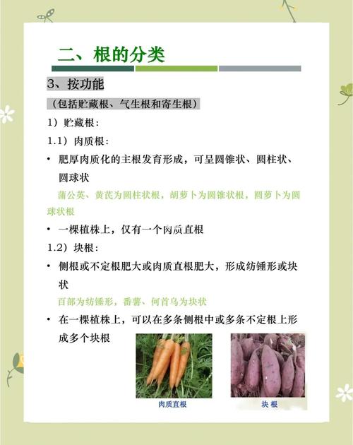 本原根的起源是什么？
