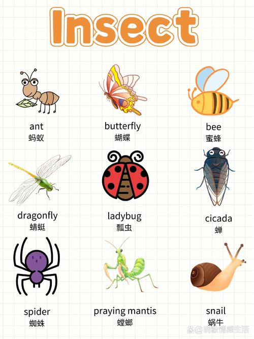 What is the smallest insect known as an ant?