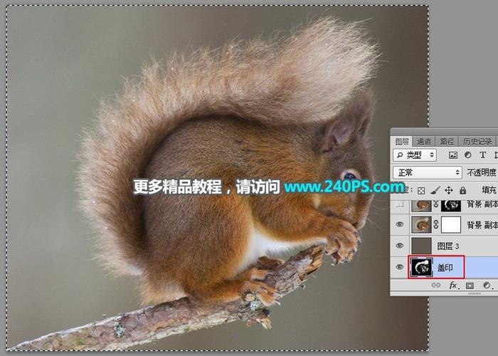 如何快速用Photoshop通道技巧抠取毛茸茸小松鼠图片？