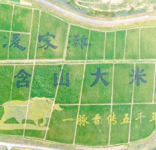 含山大米绿色生产加速进行中，有哪些具体措施可以了解？